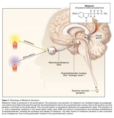 Repair the body's artifact - melatonin Repair the body's artifact - melatonin