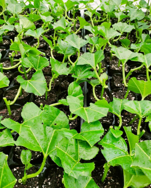 cytokinin 6-KT cytokinin 6-KT